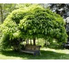 Катальпа бигнониевидная (Catalpa bignonioides) С2